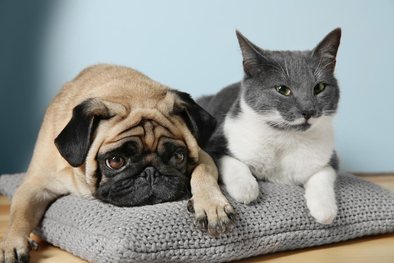 Campaña esterilización perros y gatos económica