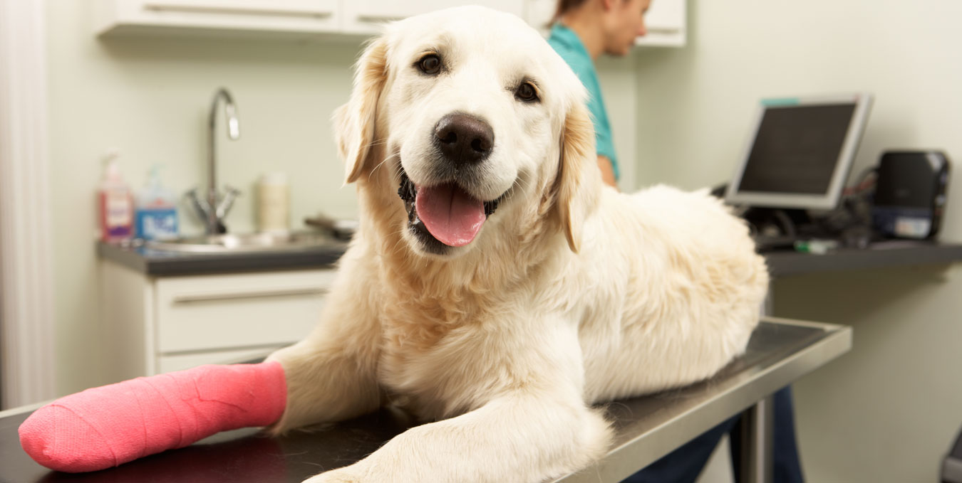 Cirugía de rodilla para perros y gatos