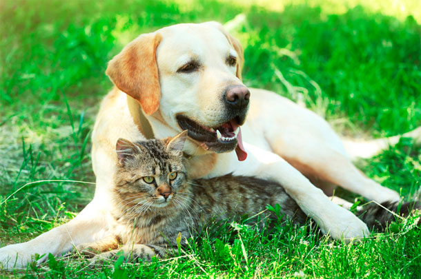 Esterilización de perros y gatos