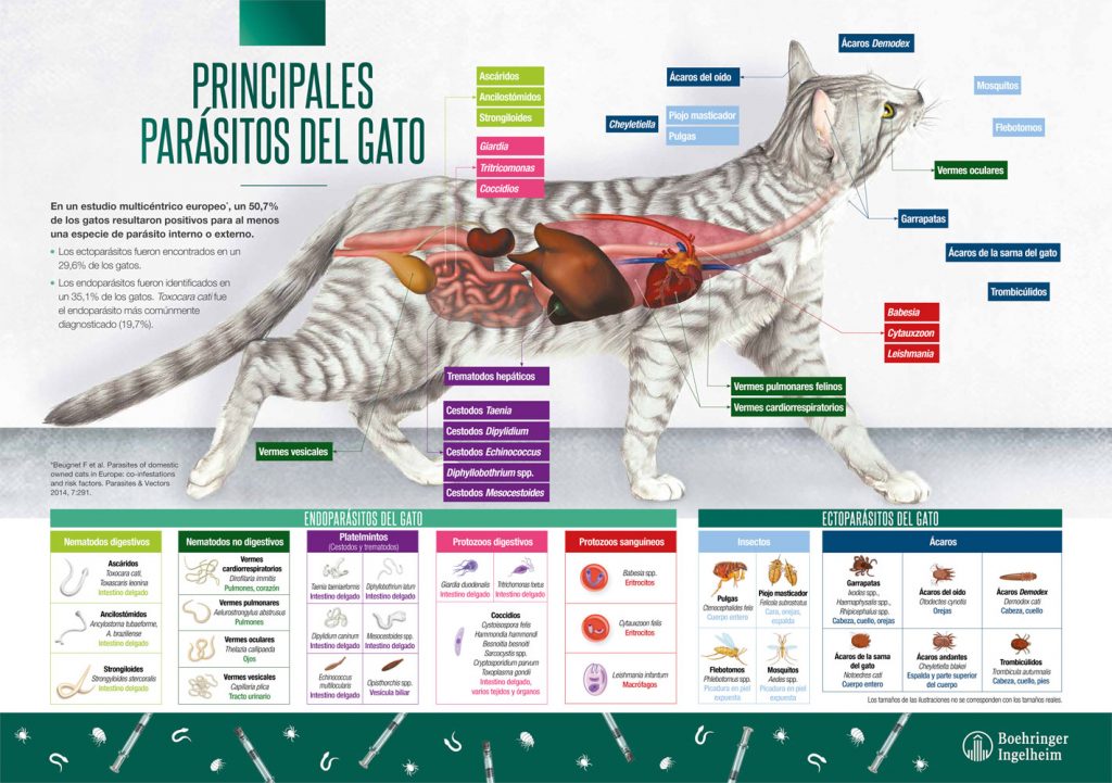 Donde Ver Parasitos En Español