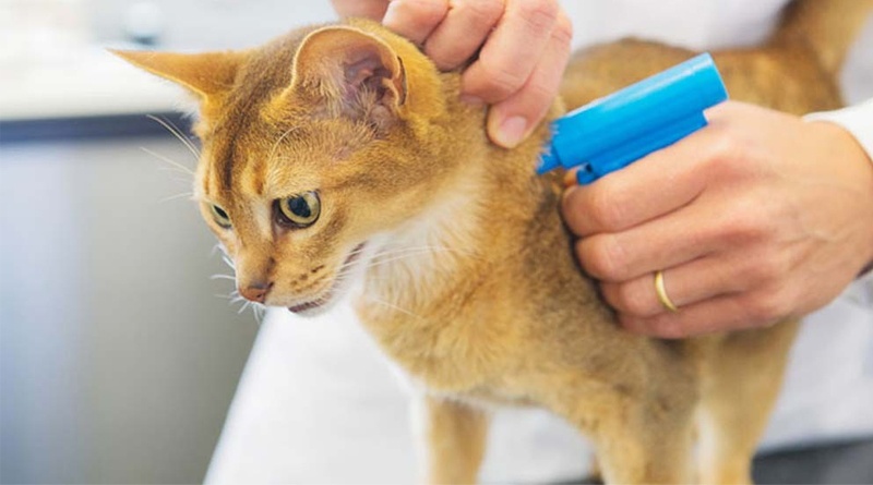 Camarada jugador Trivial Poner microchip perro y gato en Barcelona, precios | Centre Veterinari La  Salut Barcelona