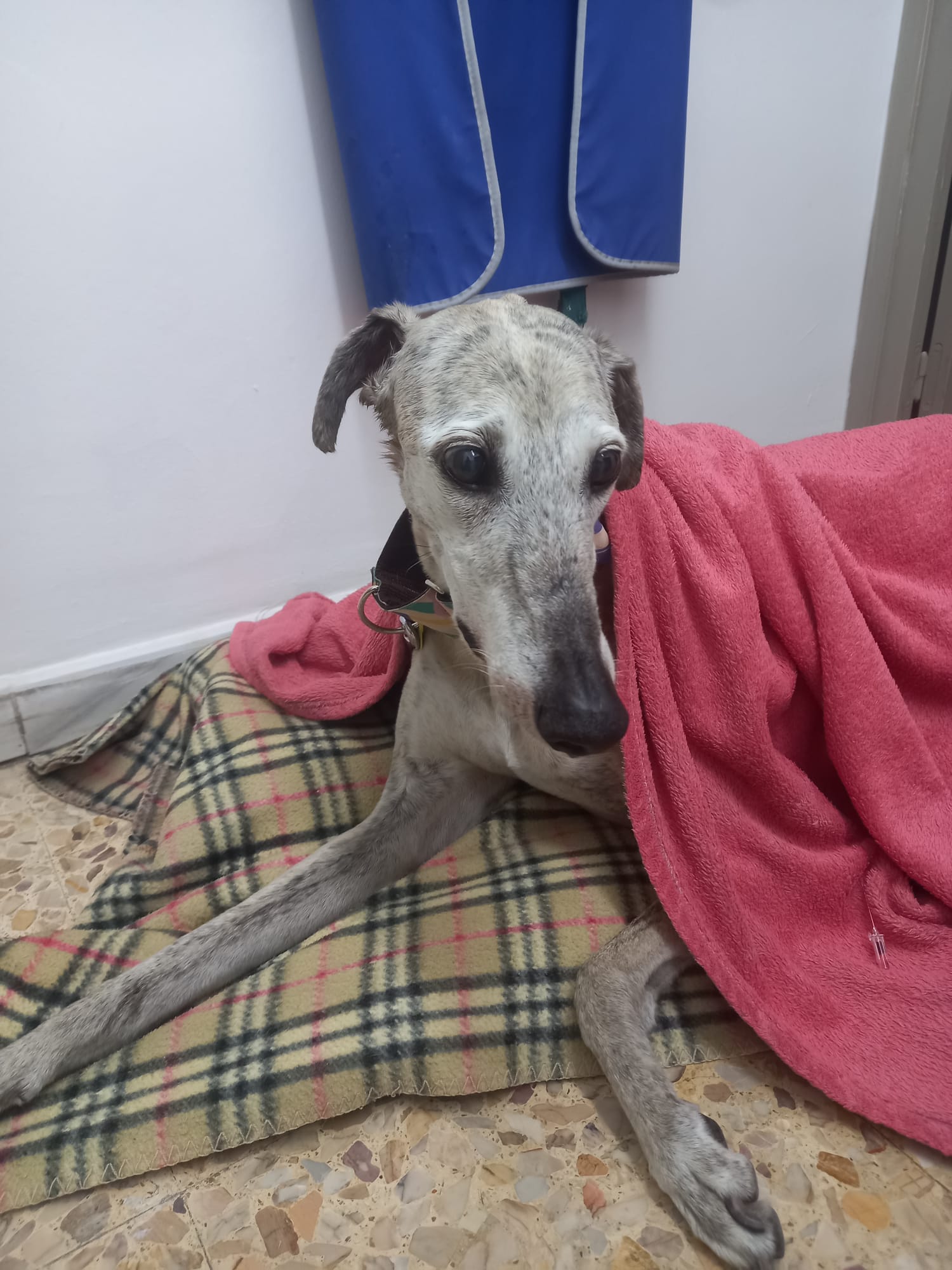 Llebrer descansant sobre un llit ortopèdic fora de la gàbia