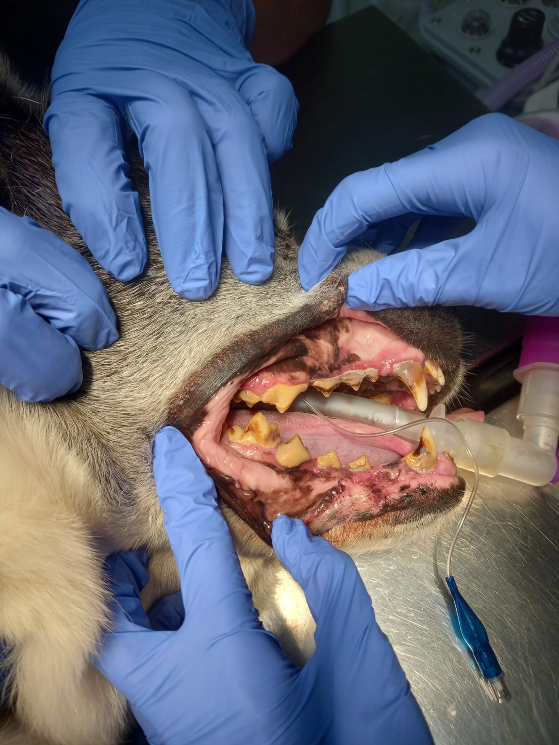 Boca d'un gos durant una higiene dental sota anestèsia
