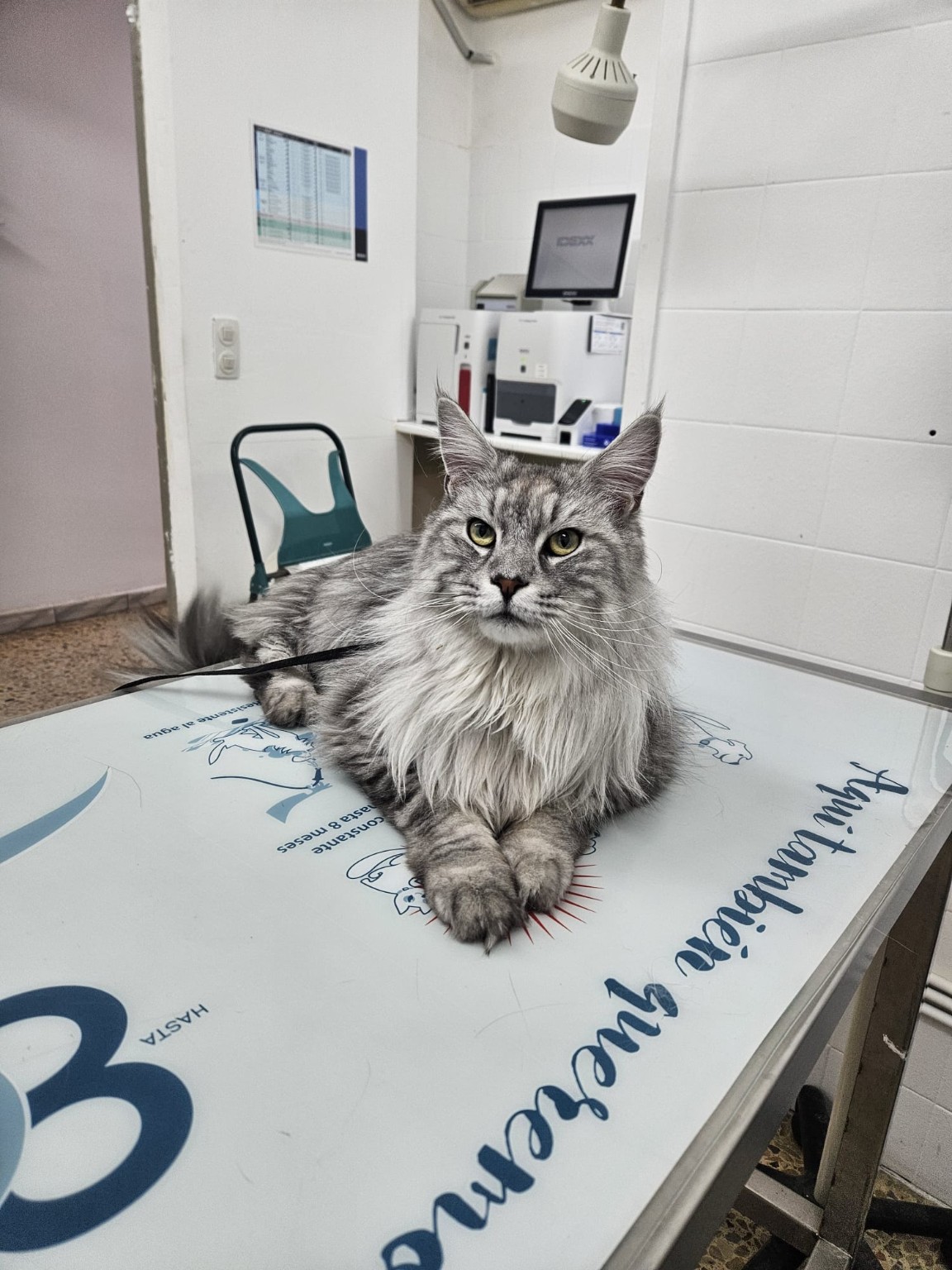 Gat Maine Coon sobre la taula d'exploració